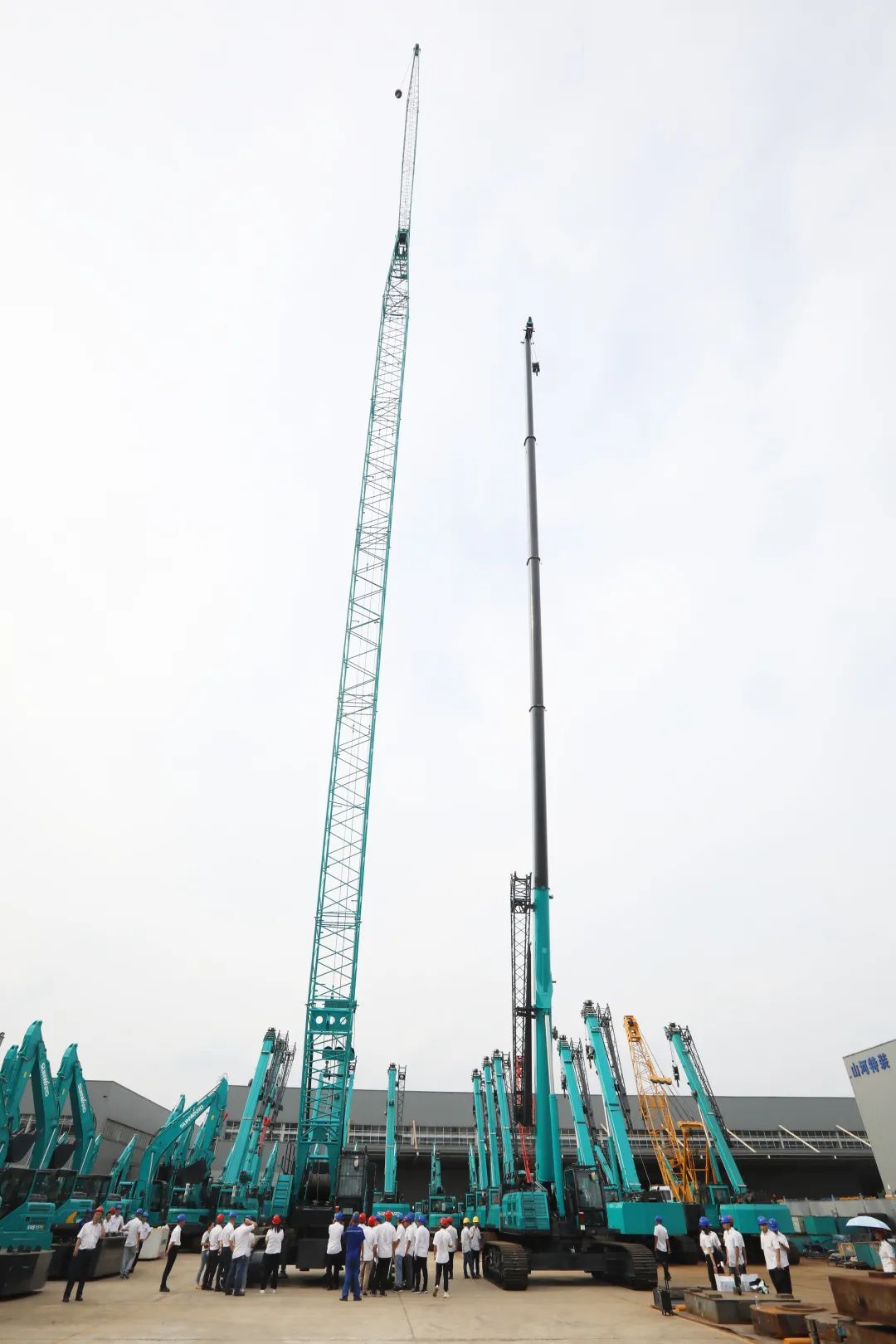 ˫ӥ��������E������ǰ�������ǹ��ɶԹ���������һ��Eϵ�����ػ����ߣ�